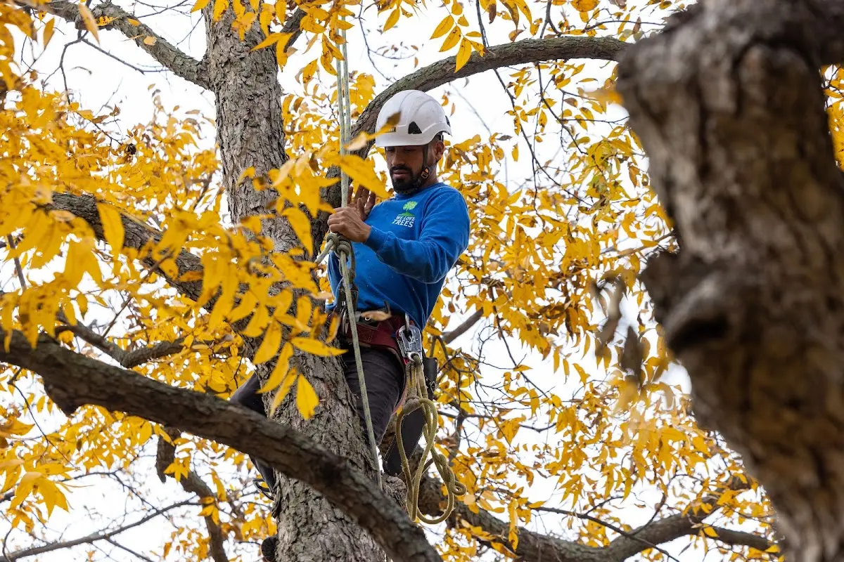 Skilled Tree Transplanting crew working in Odon